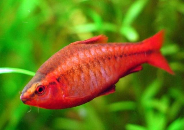 Cá diếc anh đào giá bao nhiêu