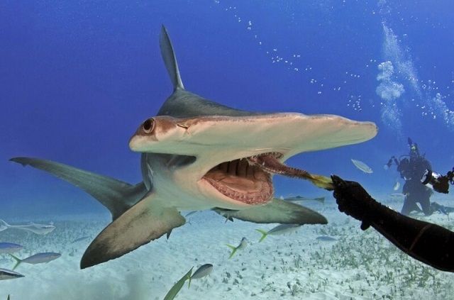 cá mập đầu búa có an thịt người không
