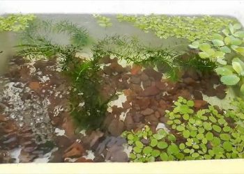 hưởng dẫn nuôi cá bảy màu bằng thùng xốp