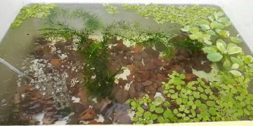 hưởng dẫn nuôi cá bảy màu bằng thùng xốp