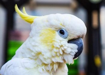 vẹt Cockatoo