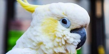 vẹt Cockatoo