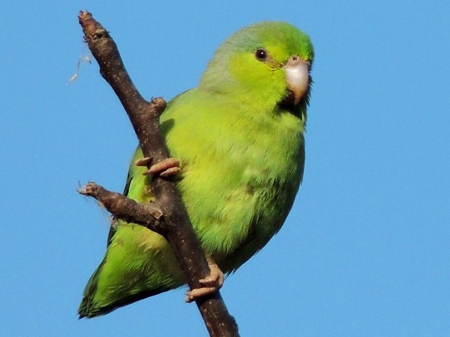 đặc điểm vẹt parrotlet