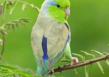 vẹt parrotlet