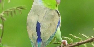 vẹt parrotlet