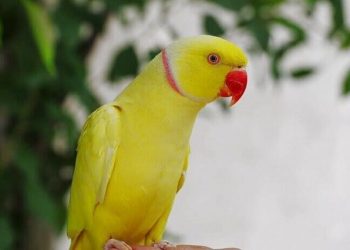 vẹt ringneck