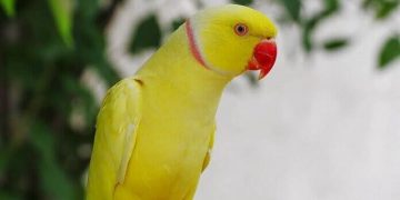 vẹt ringneck