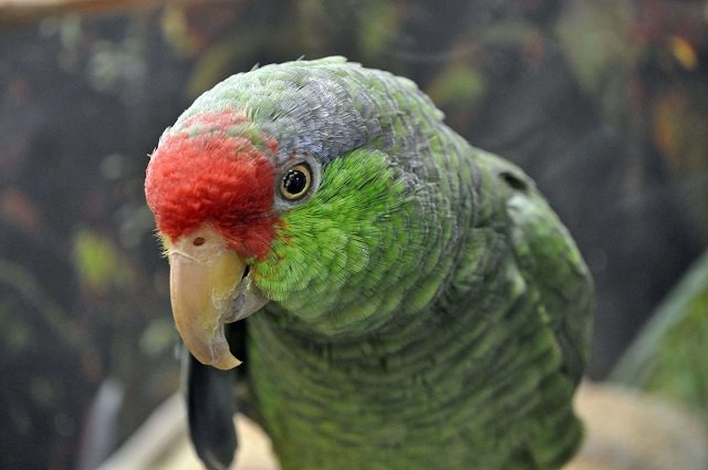 Green Cheeked Amazon Parrots