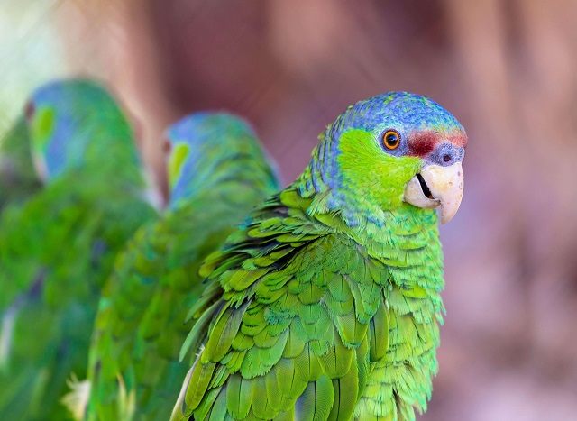 Lilac-Crowned Amazon Parrots