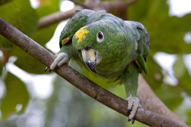 Southern Mealy Amazon Parrots