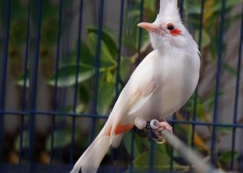 chào mào bạch tạng