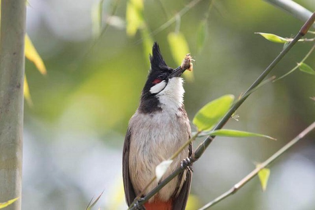 chào mào má trắng ăn gì