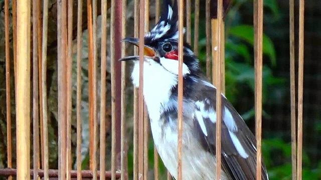 Kỹ thuật nuôi và cách chăm sóc chim Chào mào hót hay như ý muốn | Diễn Đàn  Chim Cảnh Việt Nam