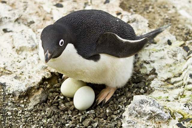 trứng chim cánh cụt