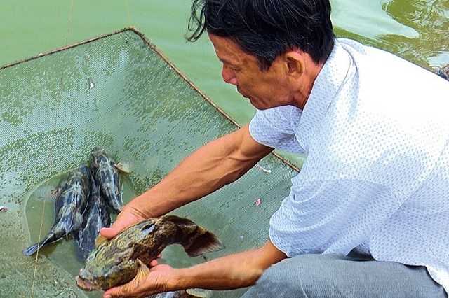 ao nuôi cá bống tượng sinh sản