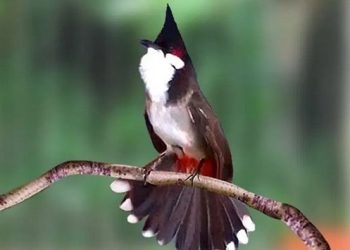 cách lấy lại lửa cho chào mào thay lông xong