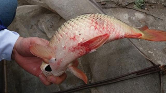 Cá Anh Vũ thường gặp bệnh