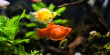 cá bình tích đực và cái