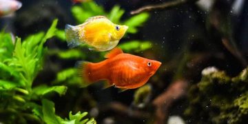 cá bình tích nuôi chung với cá nào