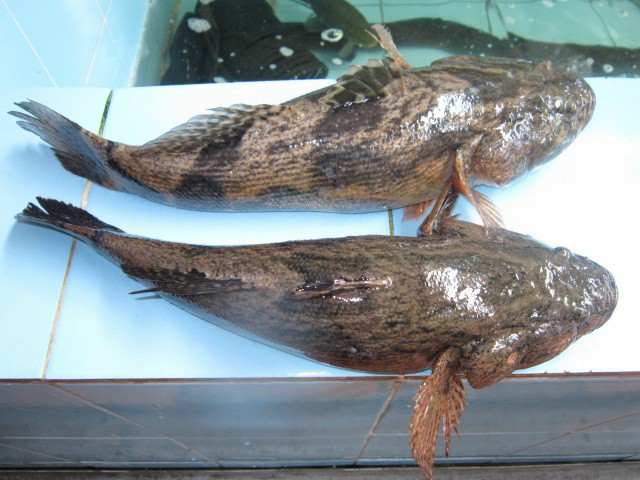 Cá bống tượng