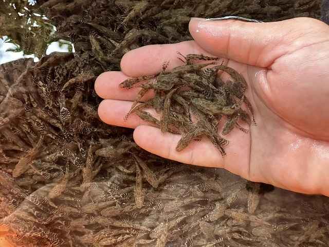 cá bống tượng giống