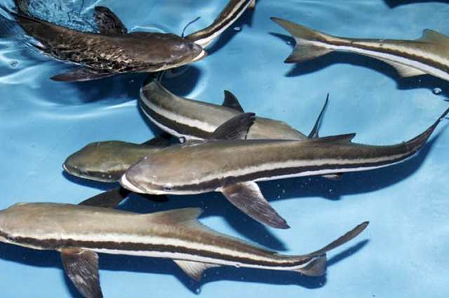 cá bớp giống