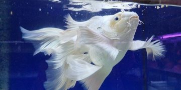 cá chép sư tử sống được bảo lâu
