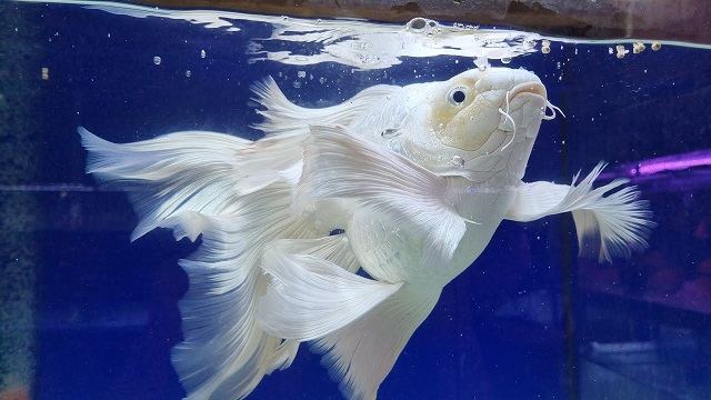 cá chép sư tử sống được bảo lâu