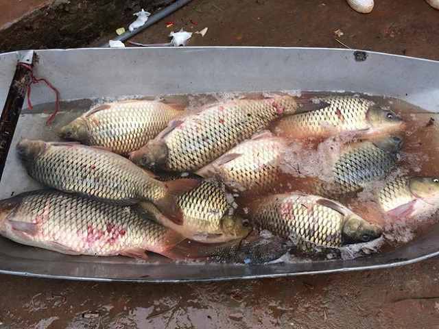 cá chép và cá gáy có giống nhau không