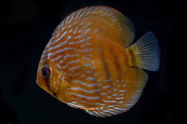 Cá dĩa Brown
