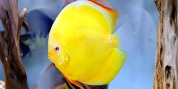 Cá dĩa vàng Albino