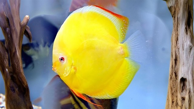 Cá dĩa vàng Albino