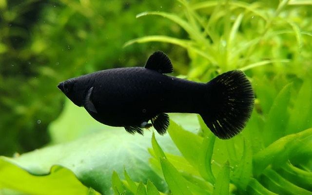Cá hắc molly