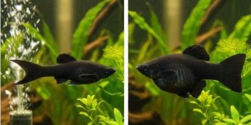 cá hắc molly đực và cái