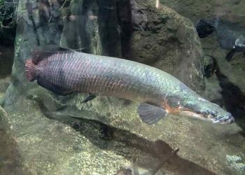 Cá Hải Tượng Ăn Gì
