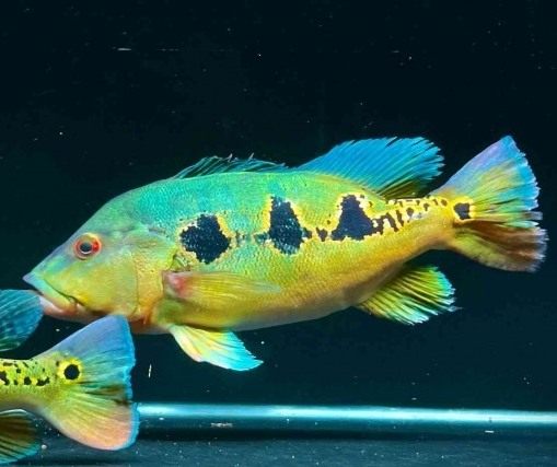 nuôi cá hoàng bảo yến orino