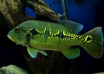 Cá hoàng bảo yến Orino