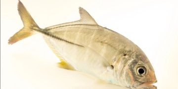 Cá khế sáu sọc