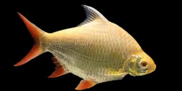 cá kim sơn albino