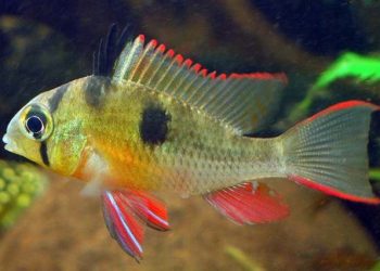 Cá phượng hoàng Bolivia