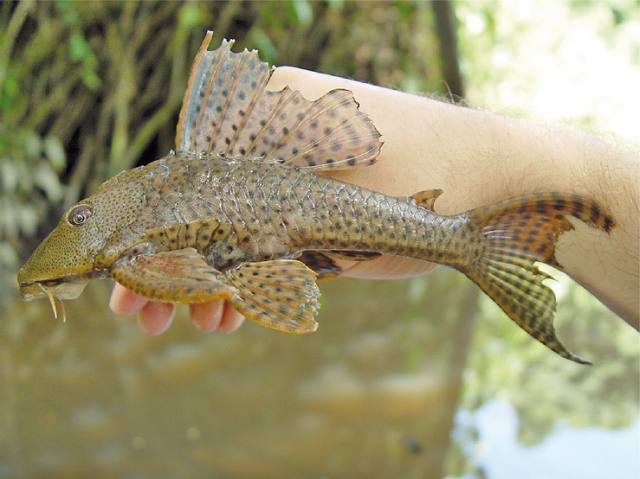 Cá Pleco
