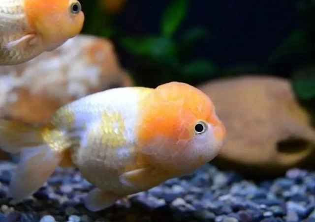 cá ranchu ăn cái gì
