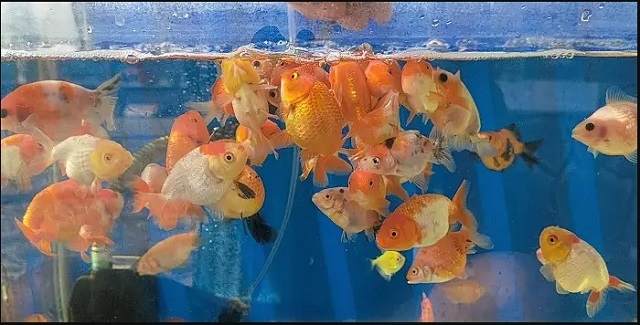 thức ăn cho cá ranchu