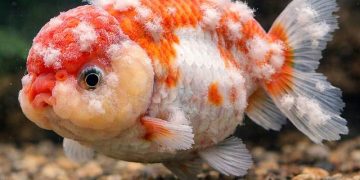 Cá Ranchu Bị Nấm