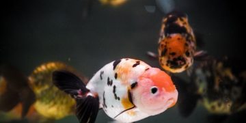Cá Ranchu Calico