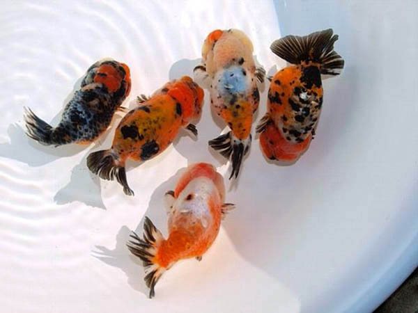 Cá Ranchu Calico giá bao nhiêu