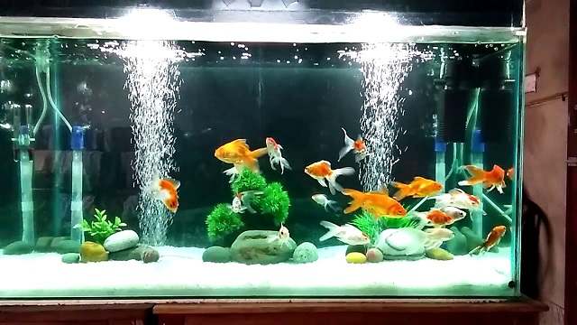 Cá Ranchu Có Cần Oxy Không