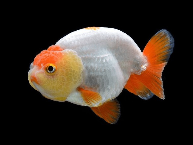 cá ranchu mini có cần oxy không