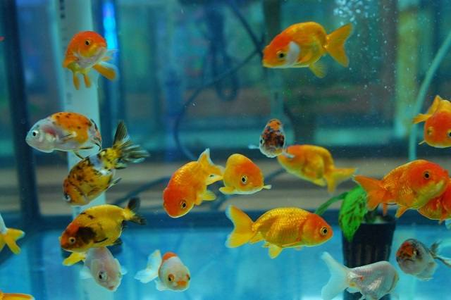 cá ranchu sinh sản