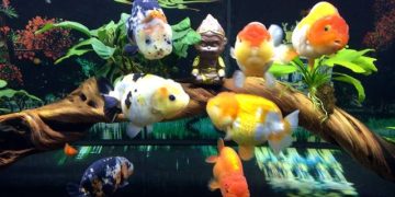 nuôi cá ranchu sinh sản